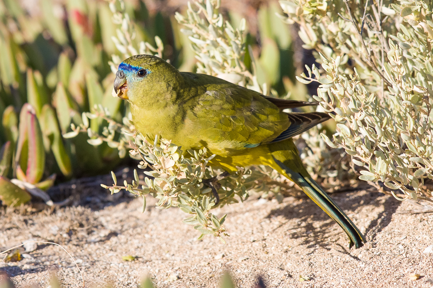 Rock Parrot (Image ID 25162)