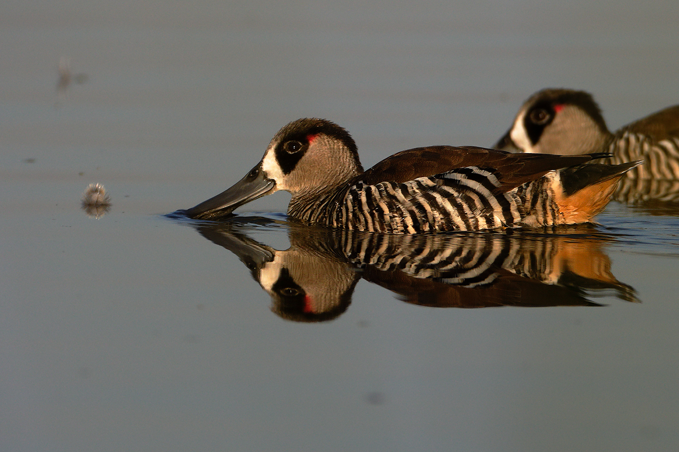 Pink-eared Duck (Image ID 24930)