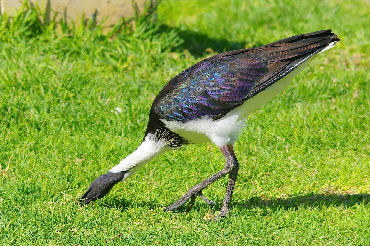 Straw-necked Ibis (Image ID 25330)