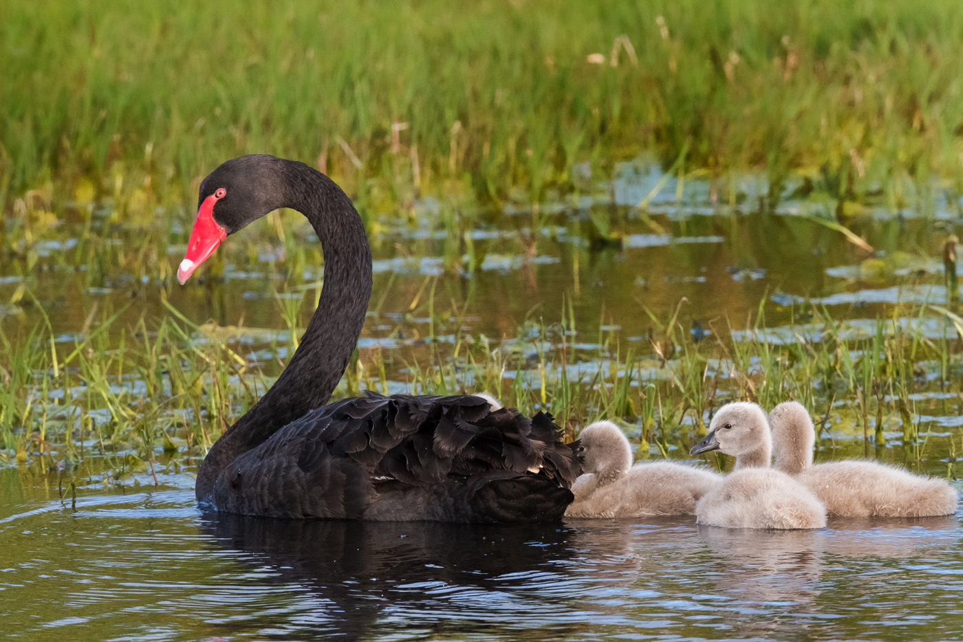 Black Swan (Image ID 25322)