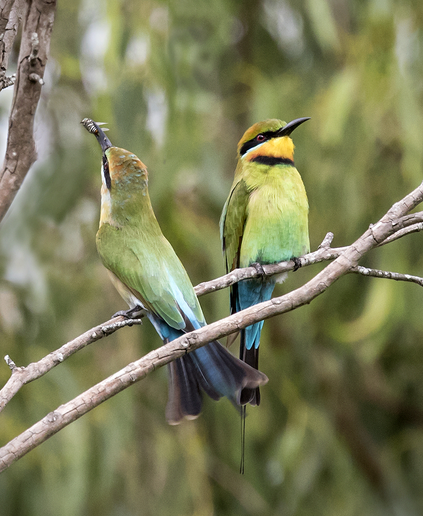 Rainbow Bee-eater (Image ID 25132)