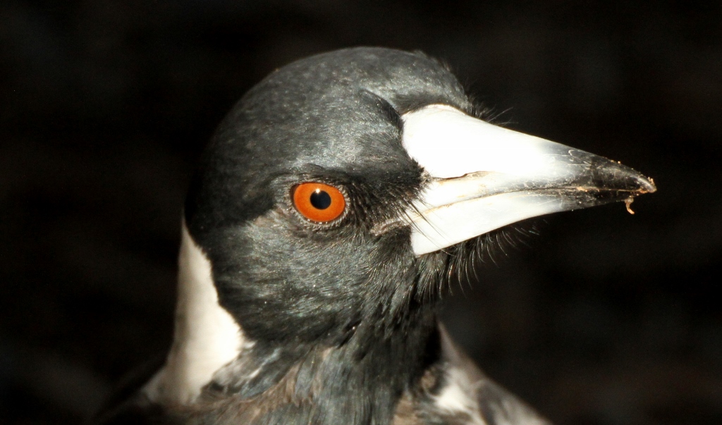Australian Magpie (Image ID 25104)