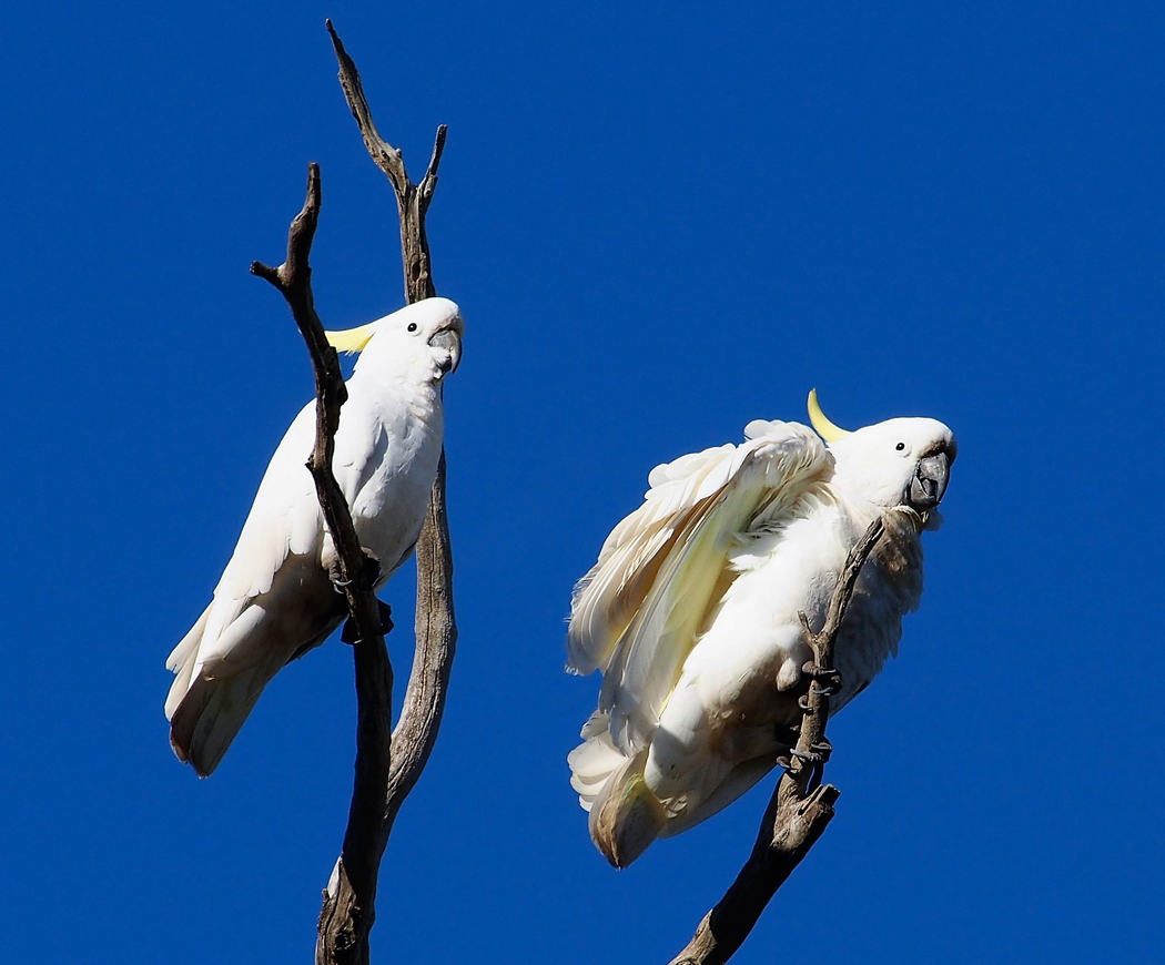 Sulphur-crested Cockatoo (Image ID 25086)