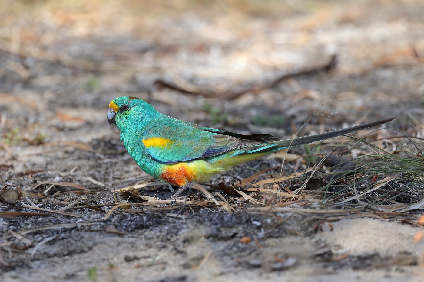 Mulga Parrot (Image ID 25165)
