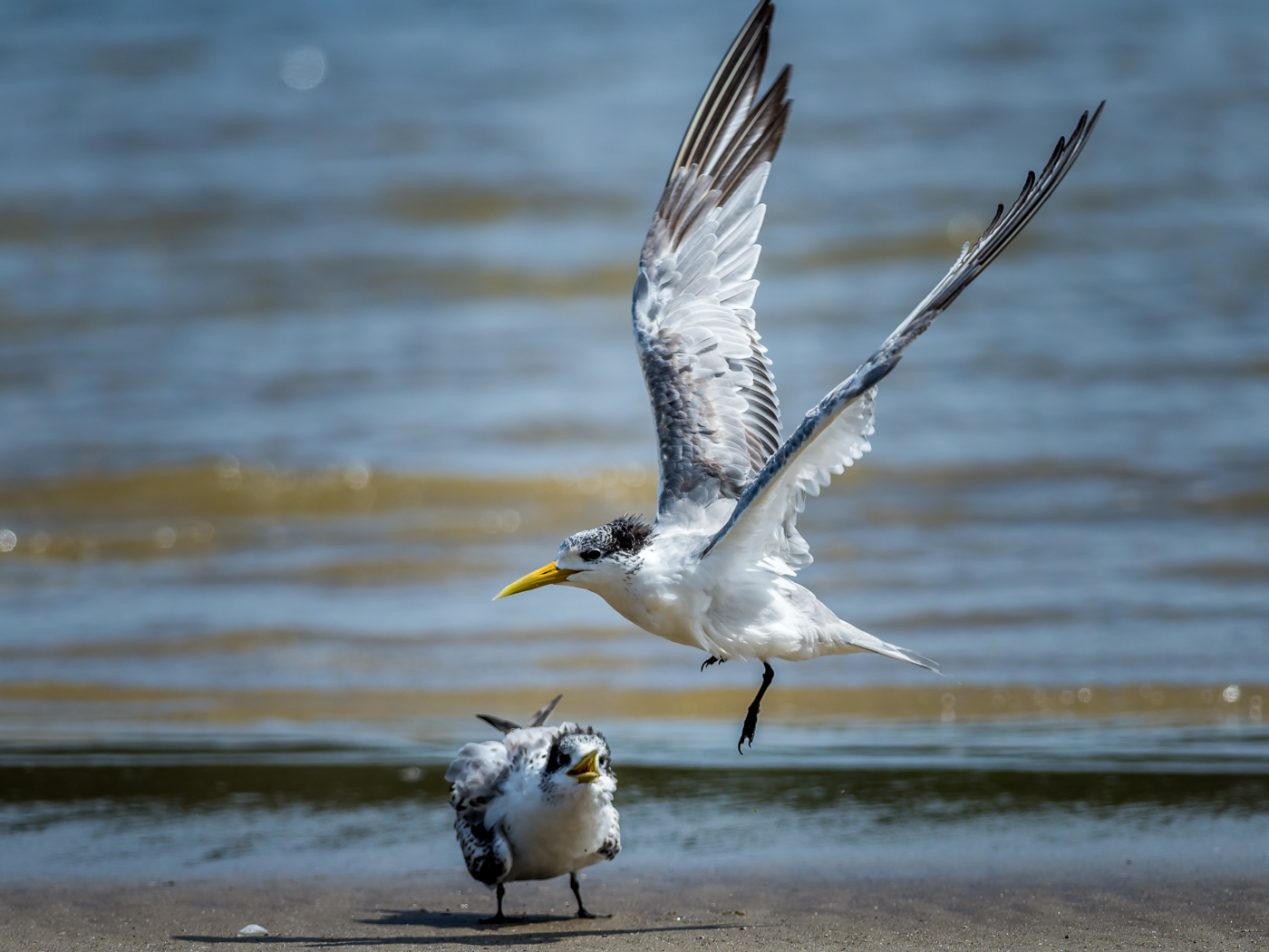 Greater Crested Tern (Image ID 24898)