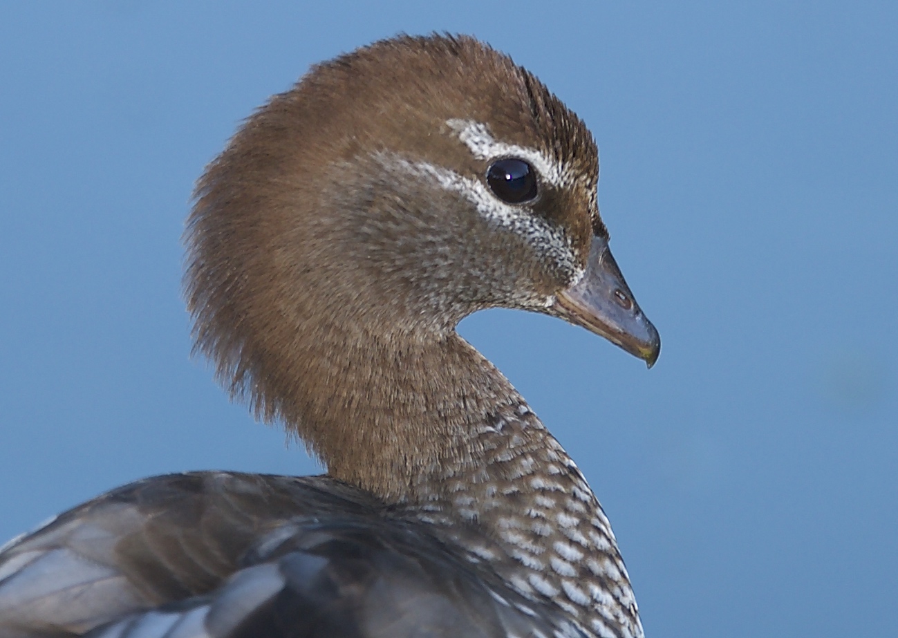 Australian Wood Duck (Image ID 25052)