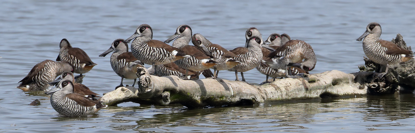 Pink-eared Duck (Image ID 24941)