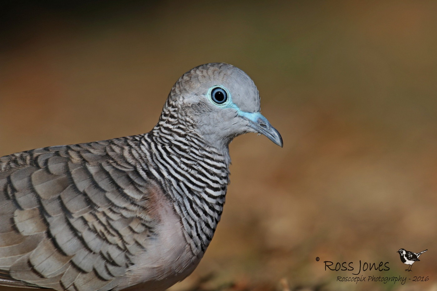 Peaceful Dove (Image ID 25430)