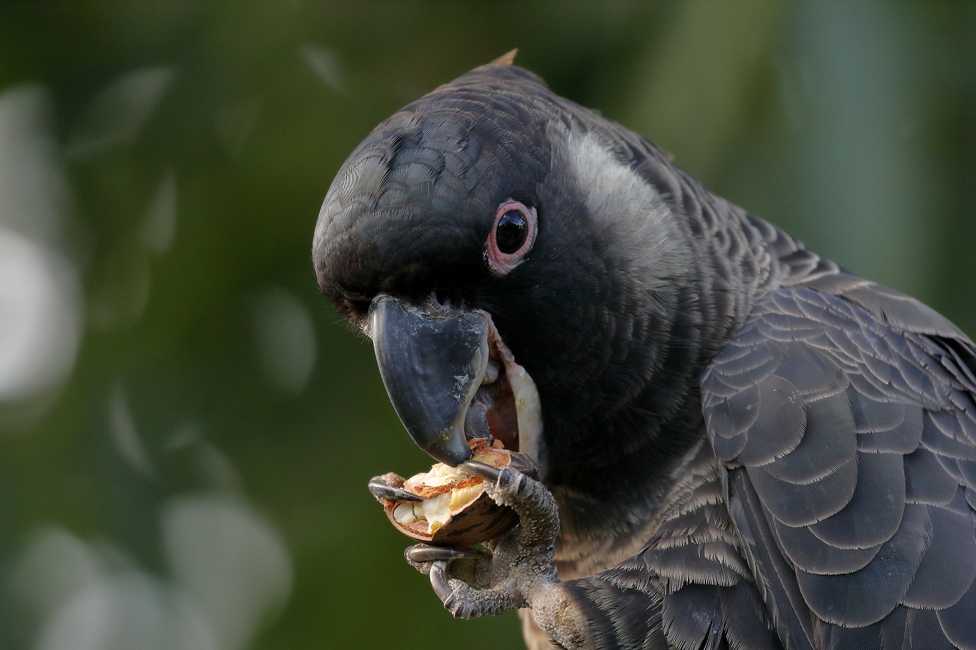 Carnaby's Black-Cockatoo (Image ID 25794)
