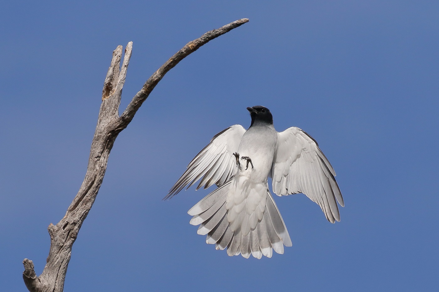 Black-faced Cuckoo-shrike (Image ID 25498)