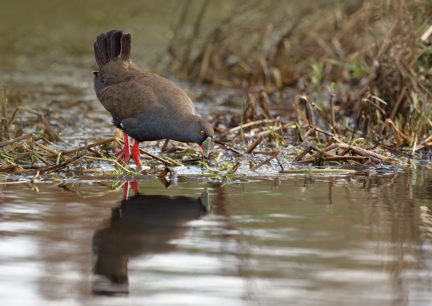 Black-tailed Native-hen (Image ID 25800)