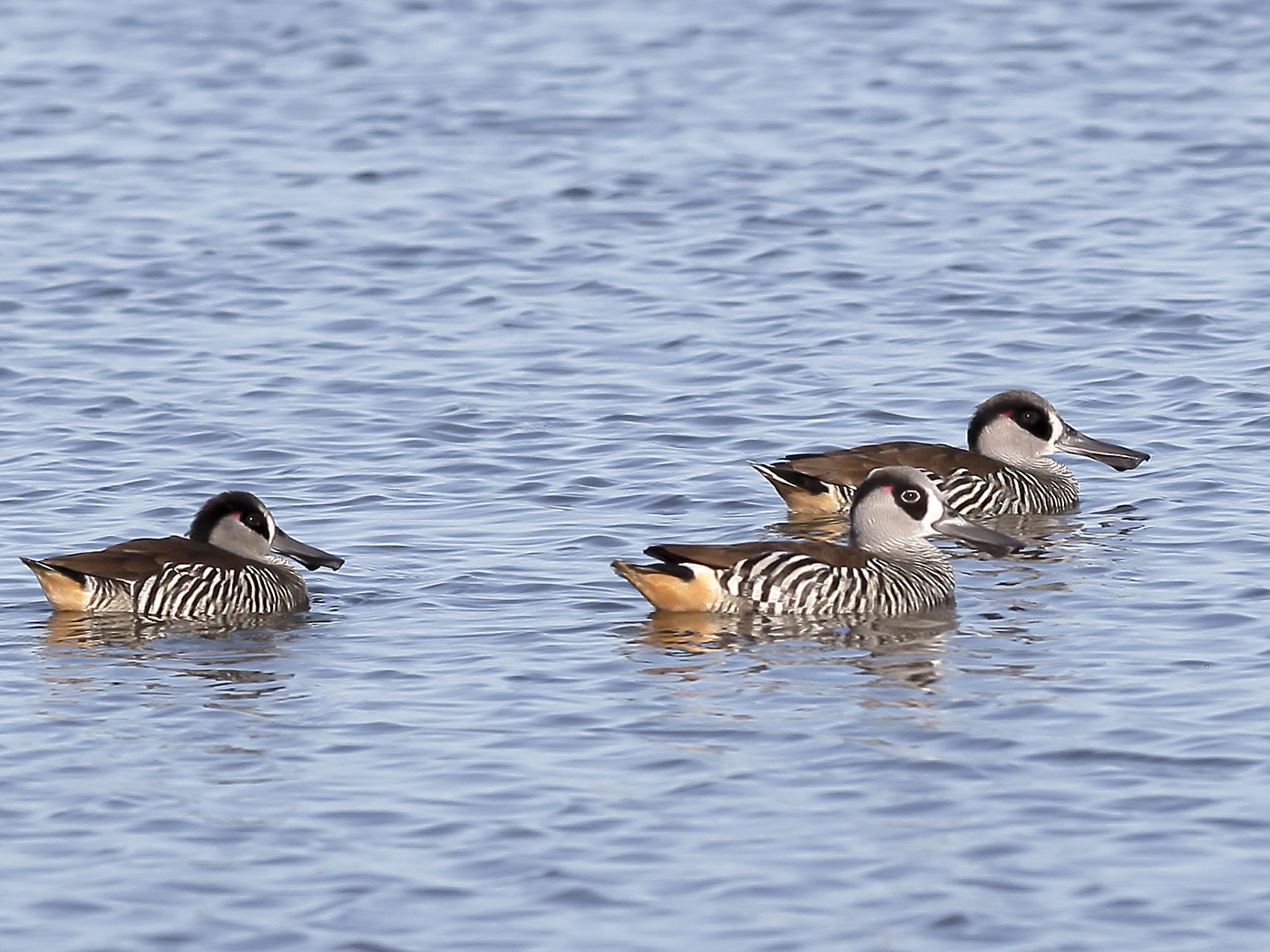 Pink-eared Duck (Image ID 25785)