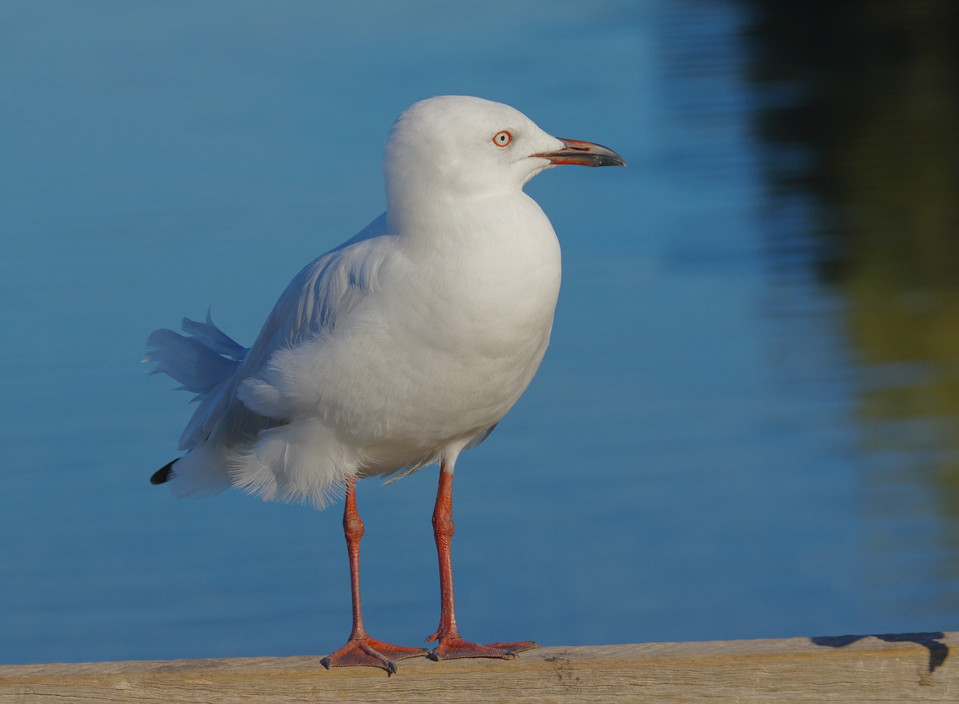Silver Gull (Image ID 25510)