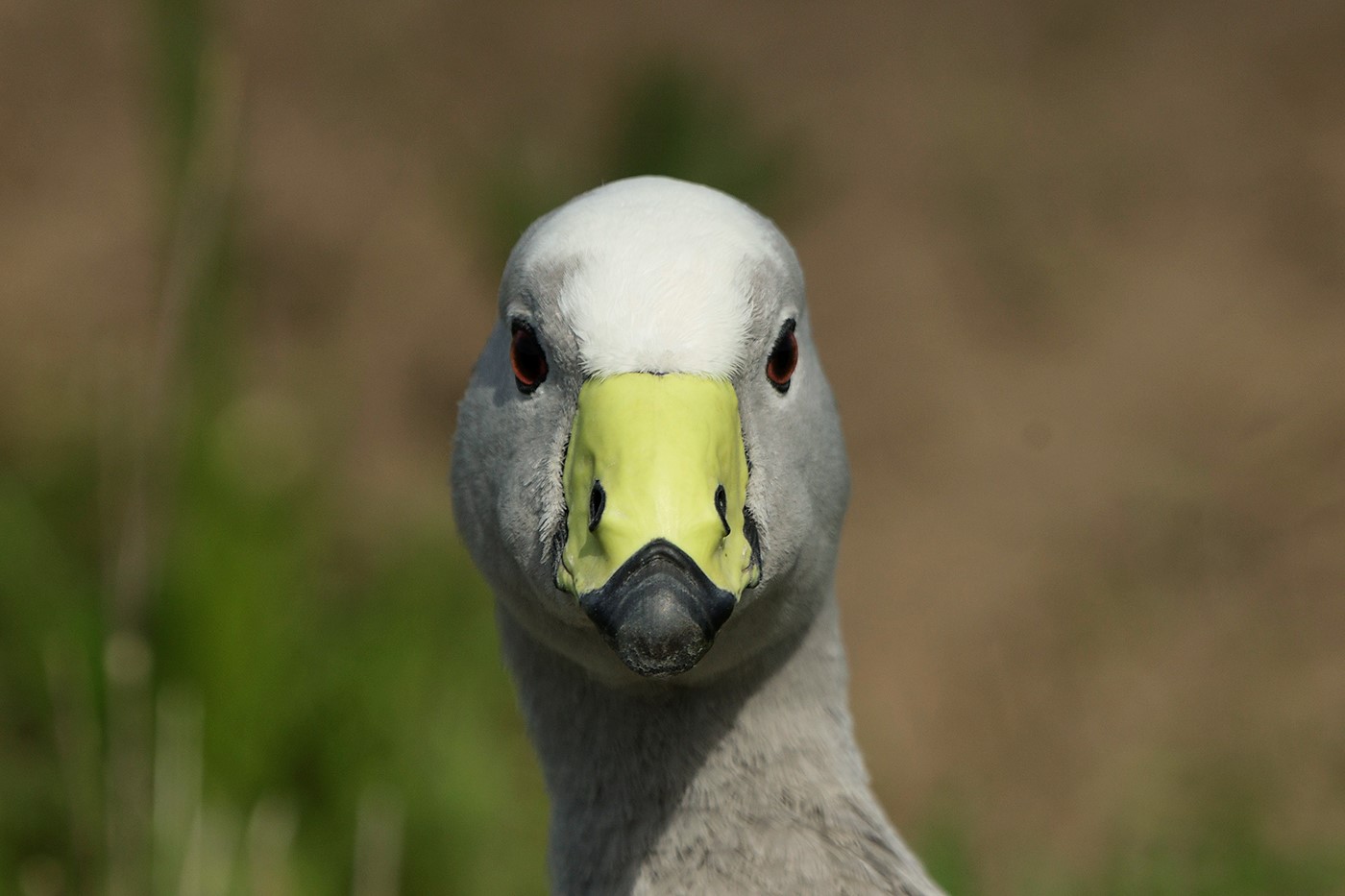 Cape Barren Goose (Image ID 25519)
