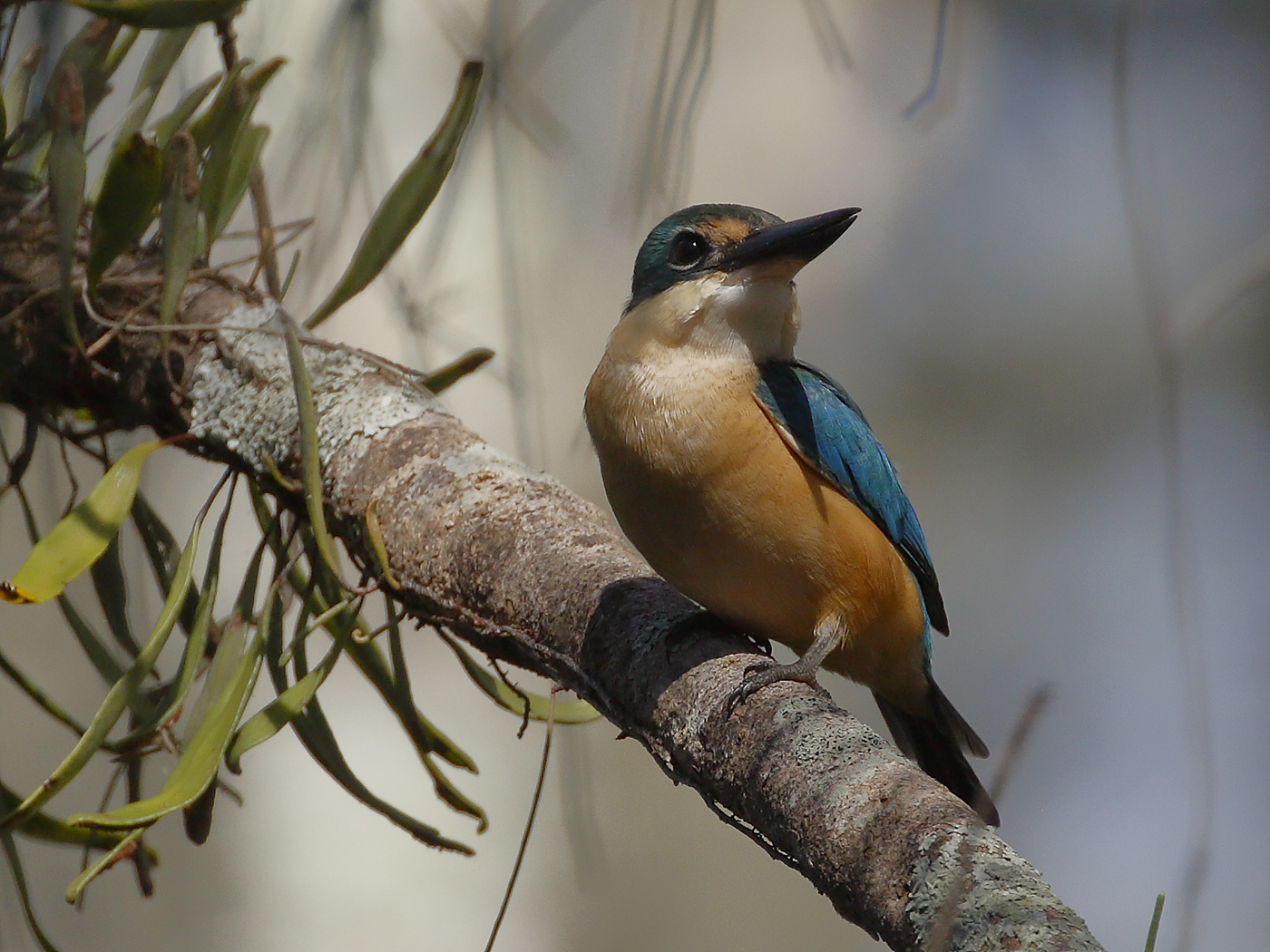 Sacred Kingfisher (Image ID 25838)