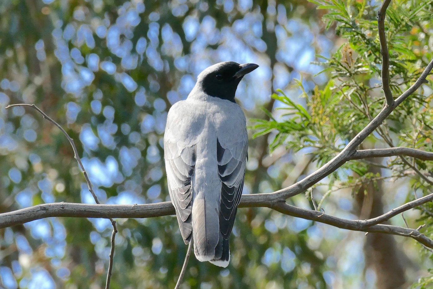 Black-faced Cuckoo-shrike (Image ID 25866)
