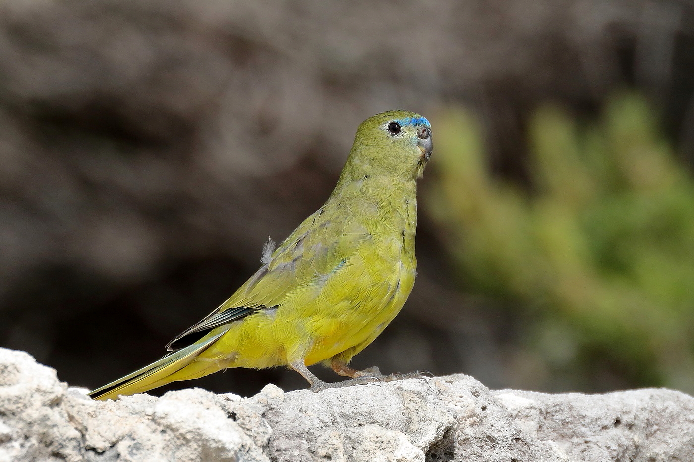 Rock Parrot (Image ID 25569)