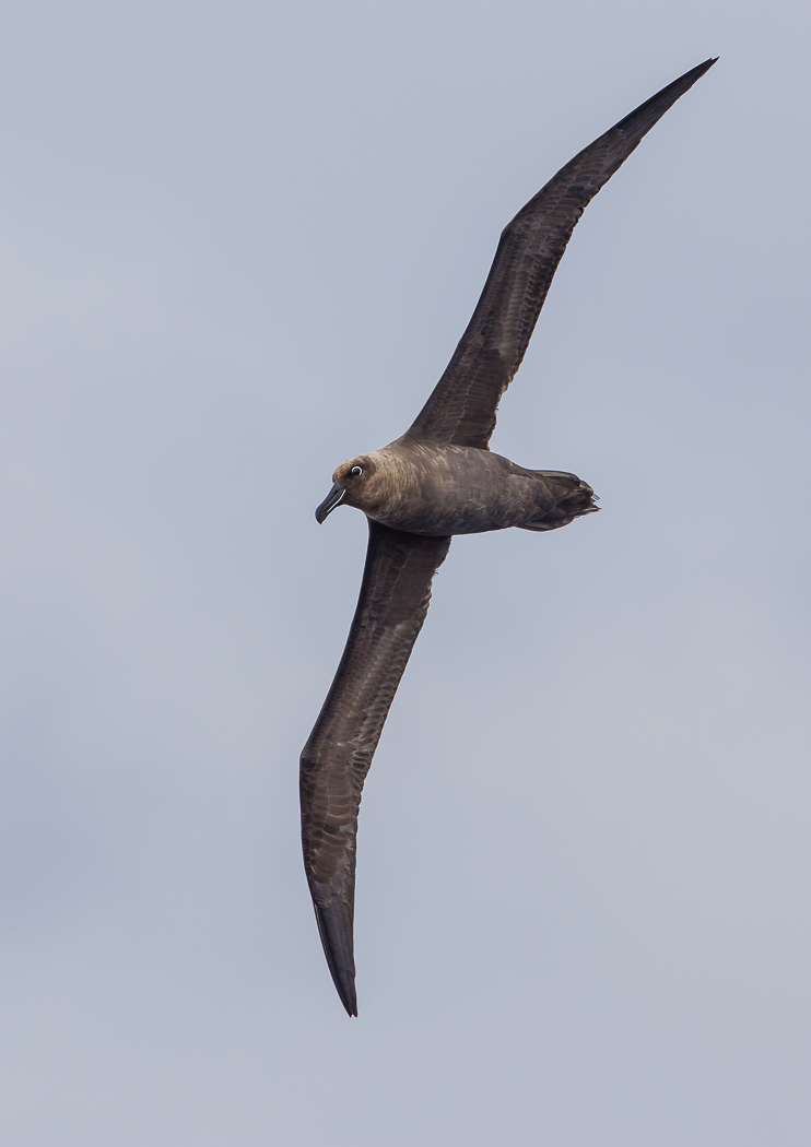 Sooty Albatross (Image ID 25554)