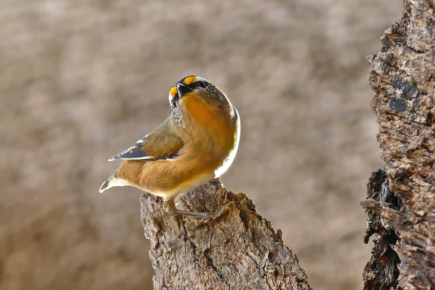 Striated Pardalote (Image ID 25547)