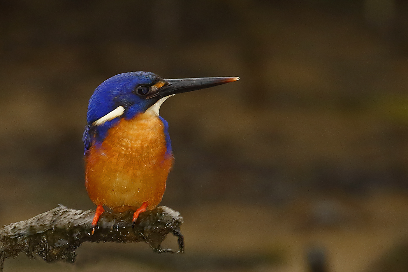 Azure Kingfisher (Image ID 25836)