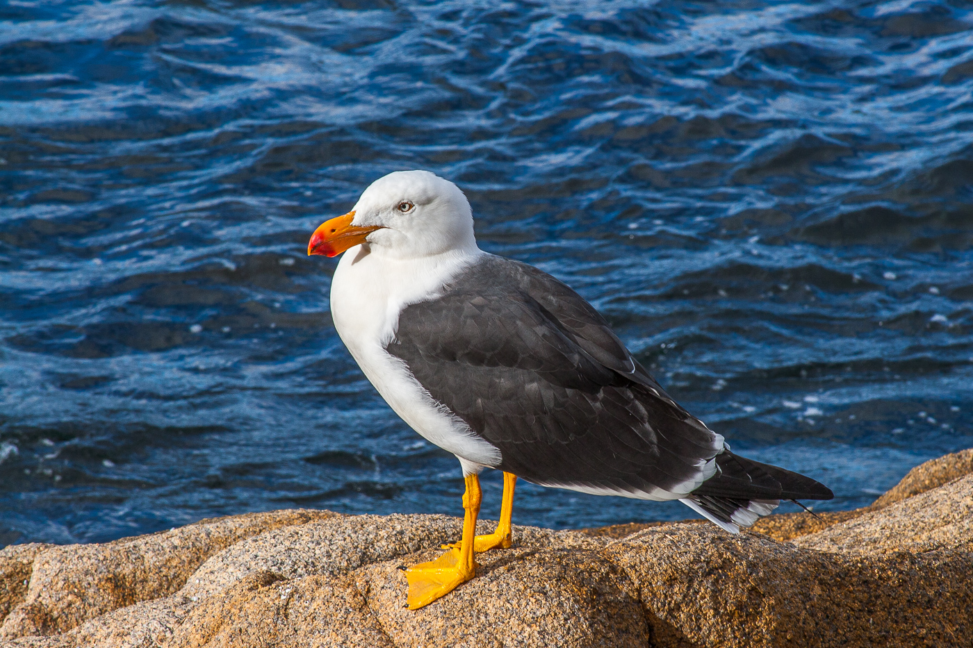 Pacific Gull (Image ID 25579)