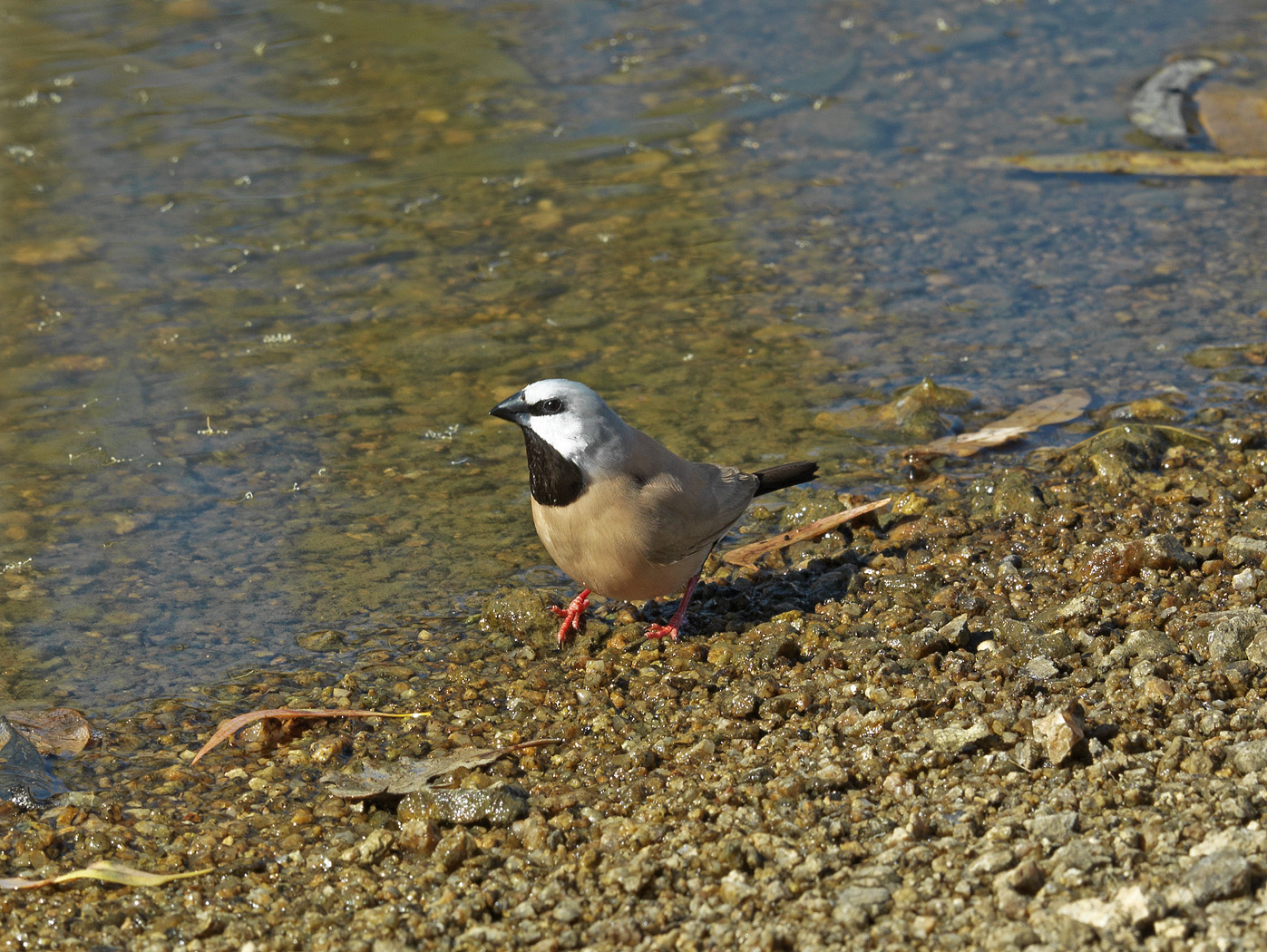 Black-throated Finch (Image ID 25786)
