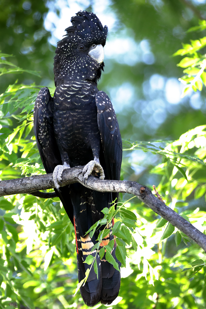 Red-tailed Black-Cockatoo (Image ID 25616)