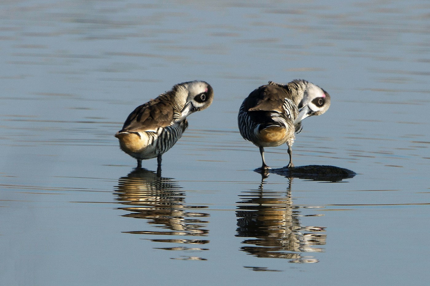 Pink-eared Duck (Image ID 25649)