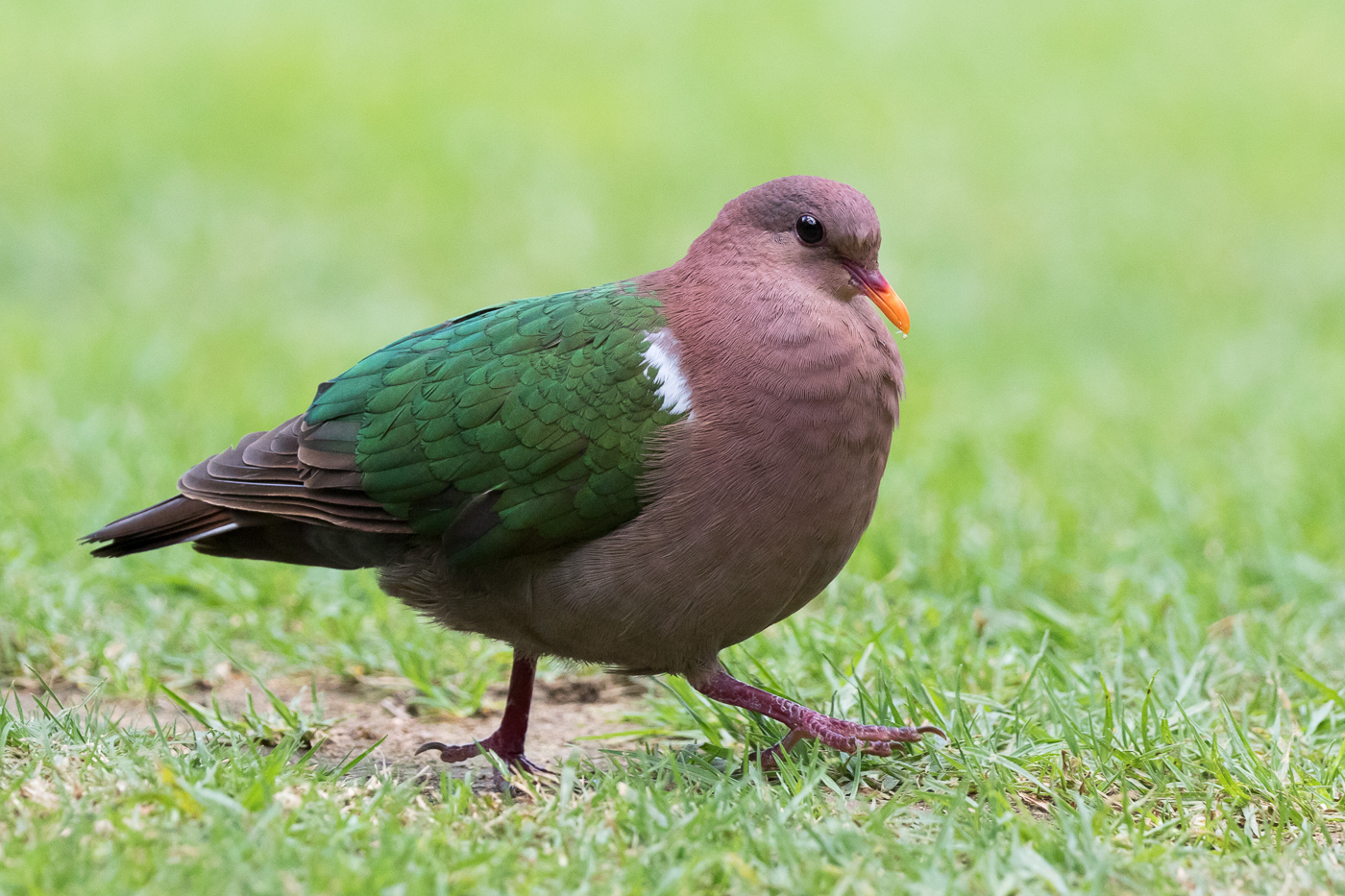 Brown-capped Emerald-Dove (Image ID 25702)