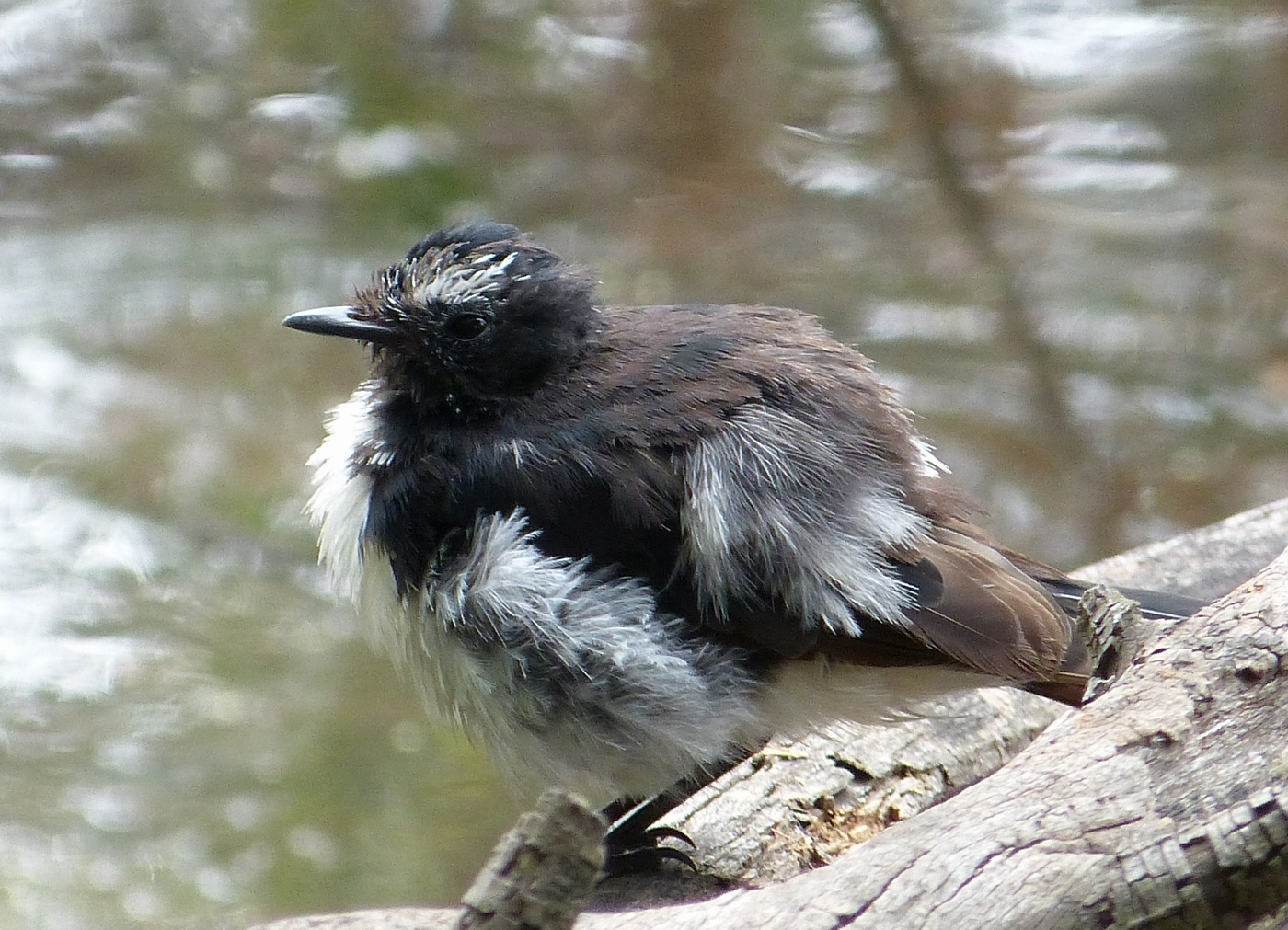 Willie Wagtail (Image ID 25743)