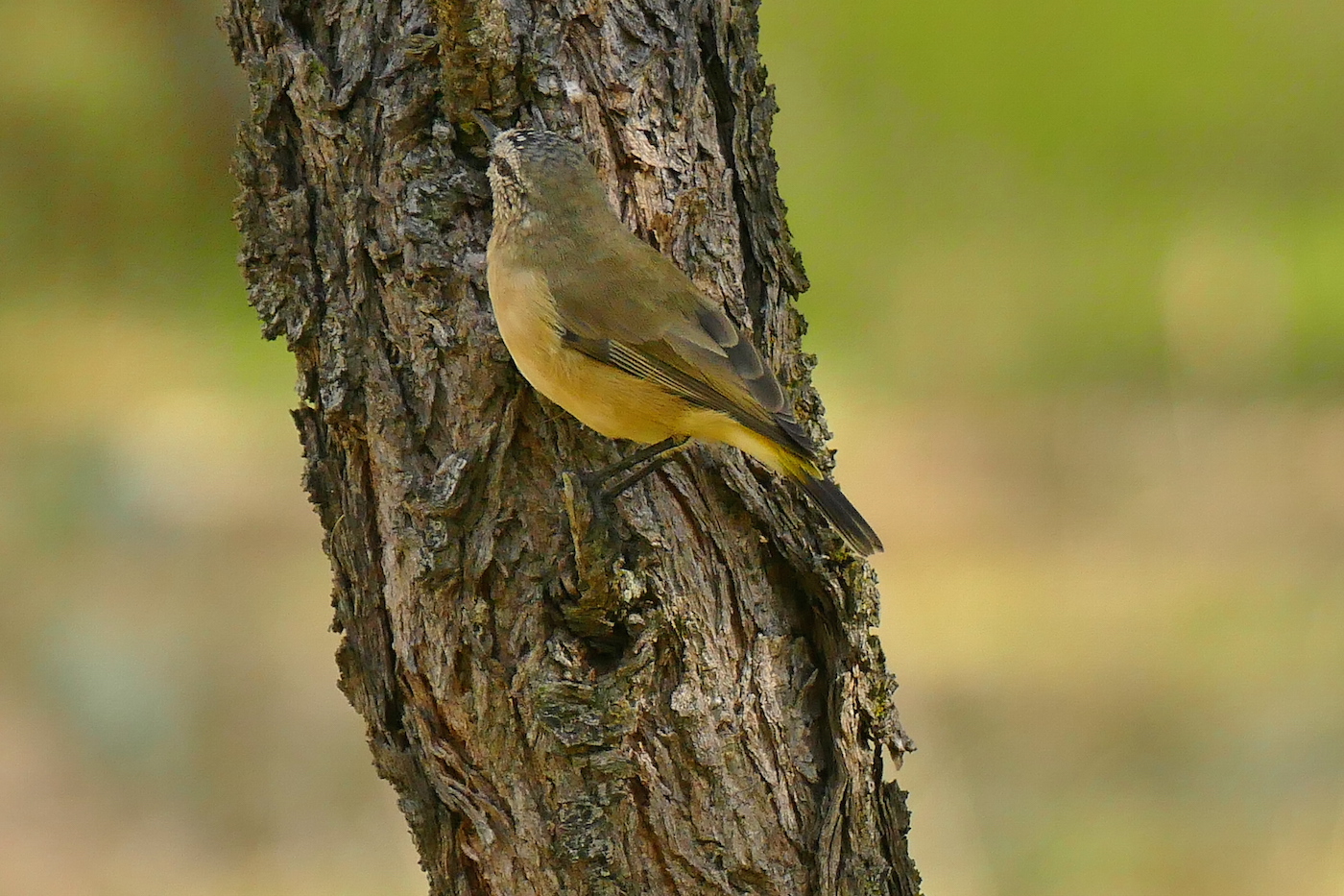 Yellow-rumped Thornbill (Image ID 25514)