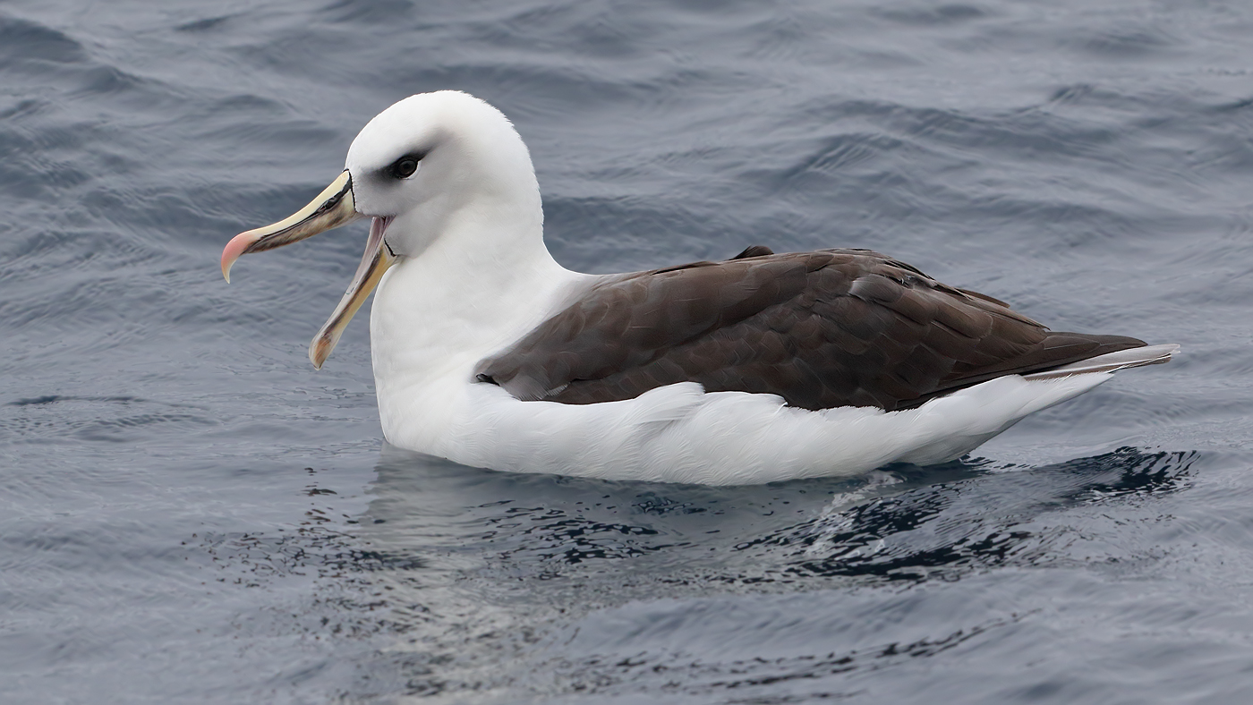Black-browed Albatross,Grey-headed Albatross,Hybrid (Image ID 25676)