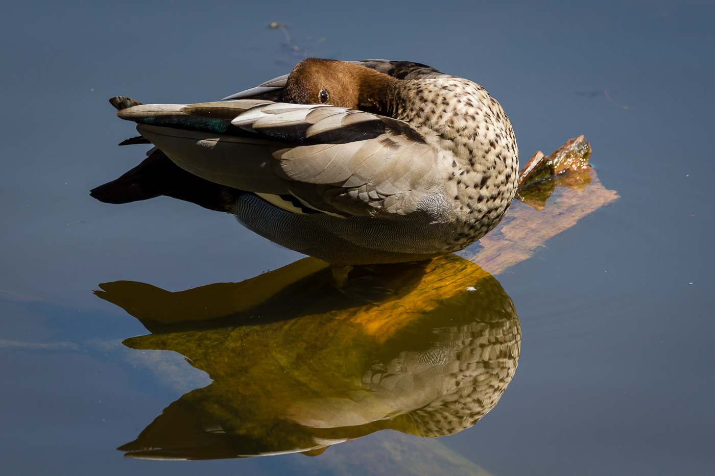 Australian Wood Duck (Image ID 25763)
