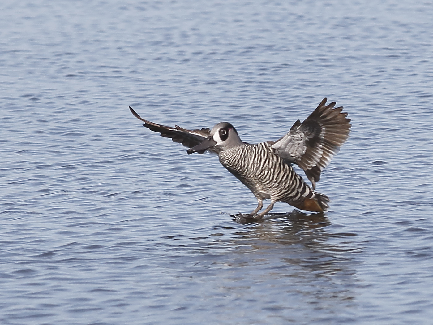 Pink-eared Duck (Image ID 25784)