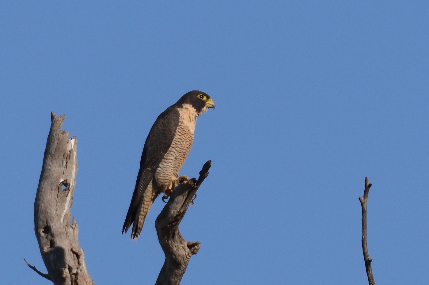 Peregrine Falcon (Image ID 25867)