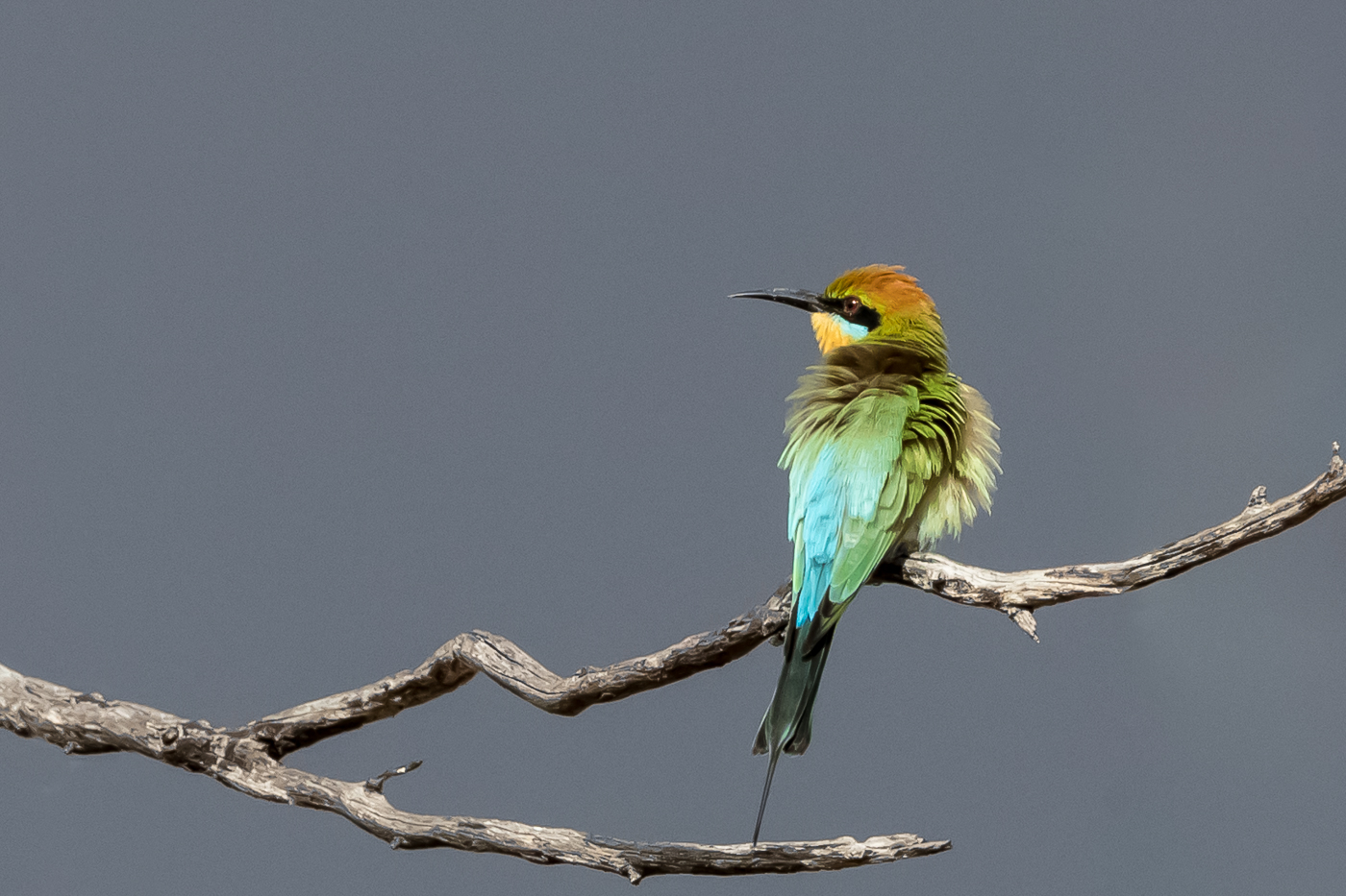Rainbow Bee-eater (Image ID 25878)