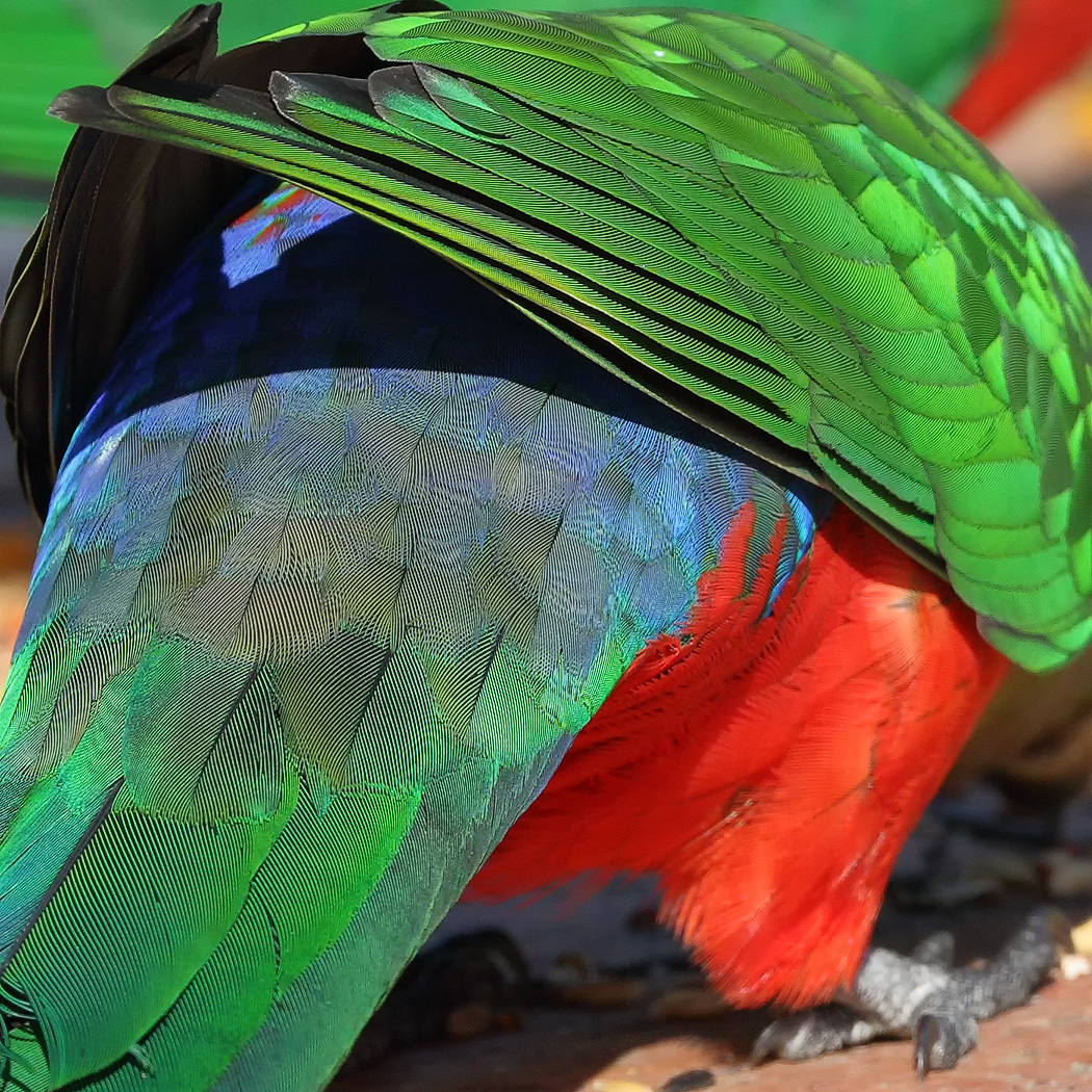 Australian King-Parrot (Image ID 25461)