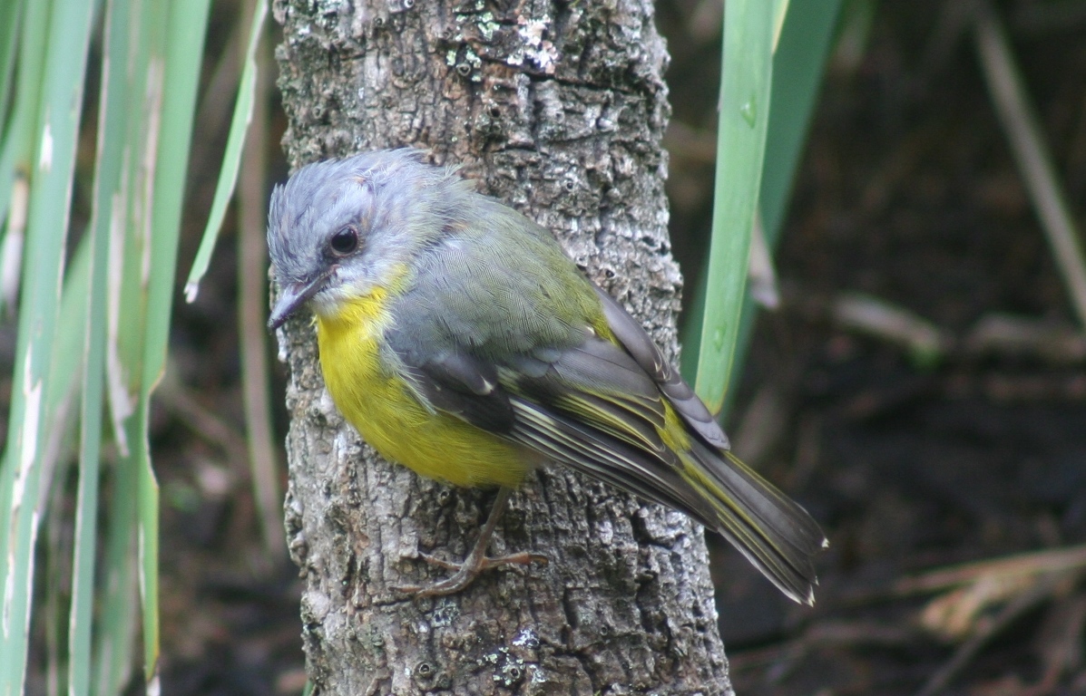 Eastern Yellow Robin (Image ID 25881)