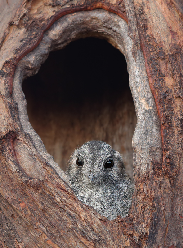 Australian Owlet-nightjar (Image ID 25860)