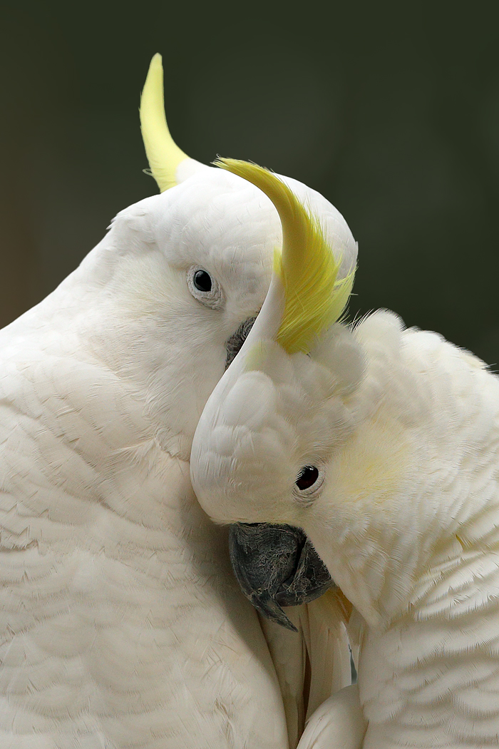 Sulphur-crested Cockatoo (Image ID 26112)