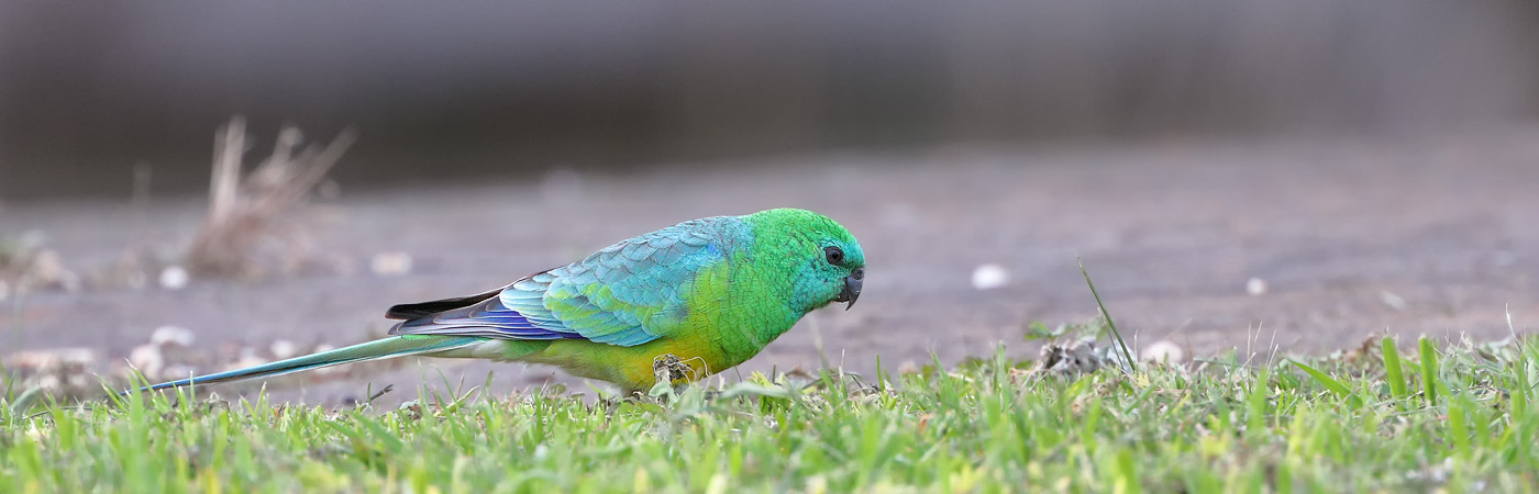 Red-rumped Parrot (Image ID 26320)