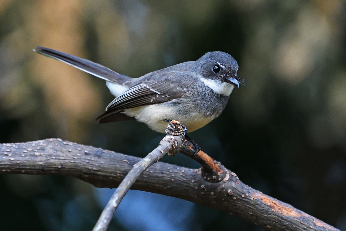 Northern Fantail (Image ID 26388)