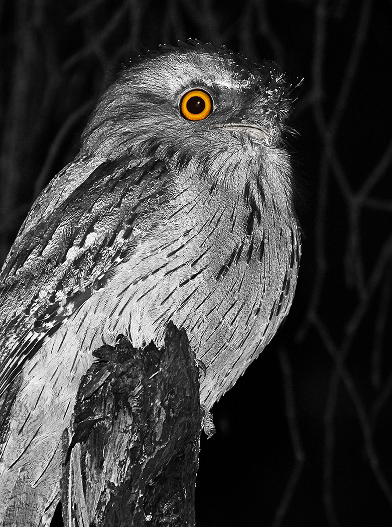 Tawny Frogmouth (Image ID 26259)