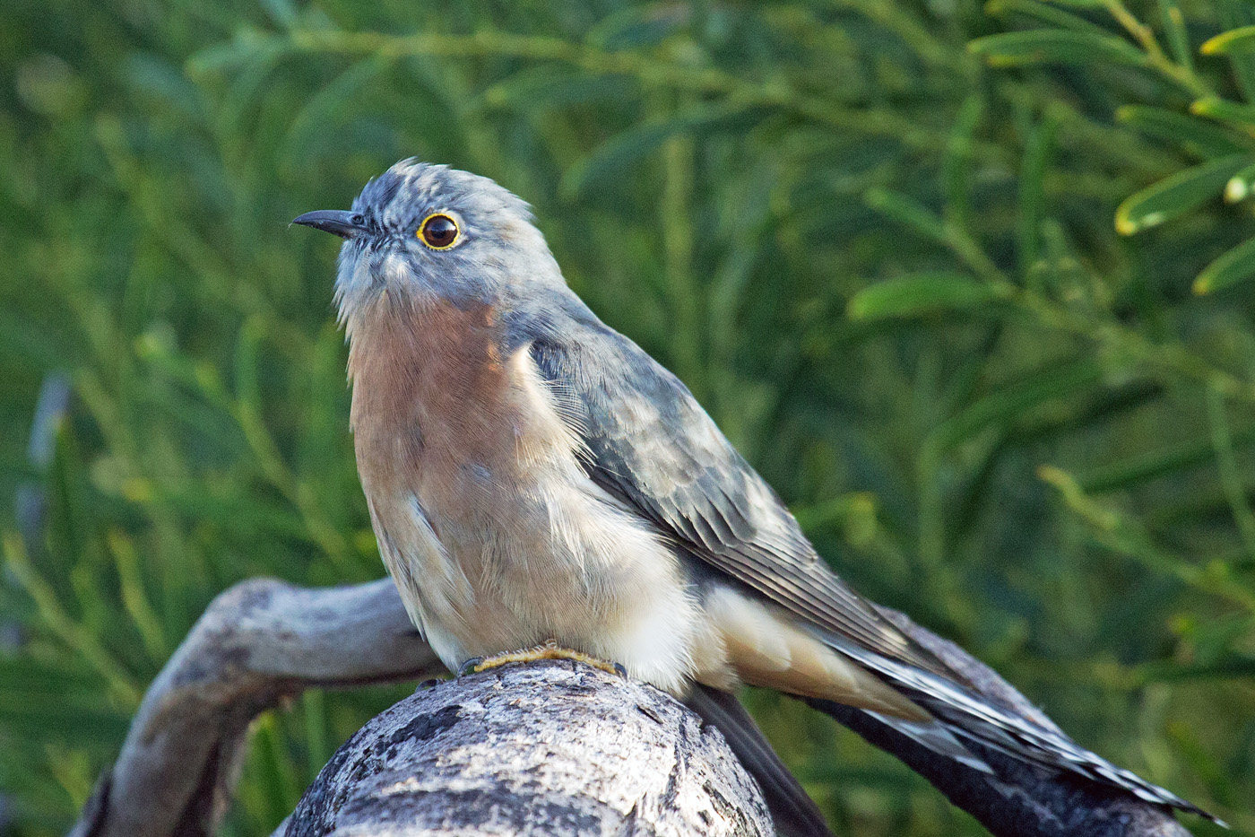 Fan-tailed Cuckoo (Image ID 25974)