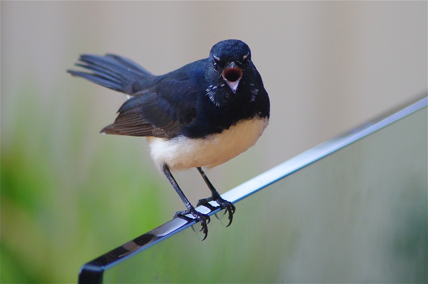 Willie Wagtail (Image ID 26041)