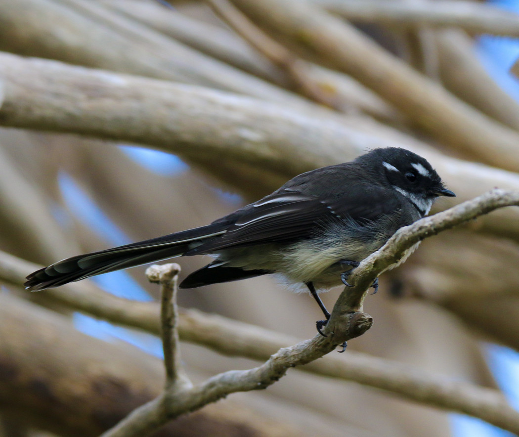 Grey Fantail (Image ID 25935)