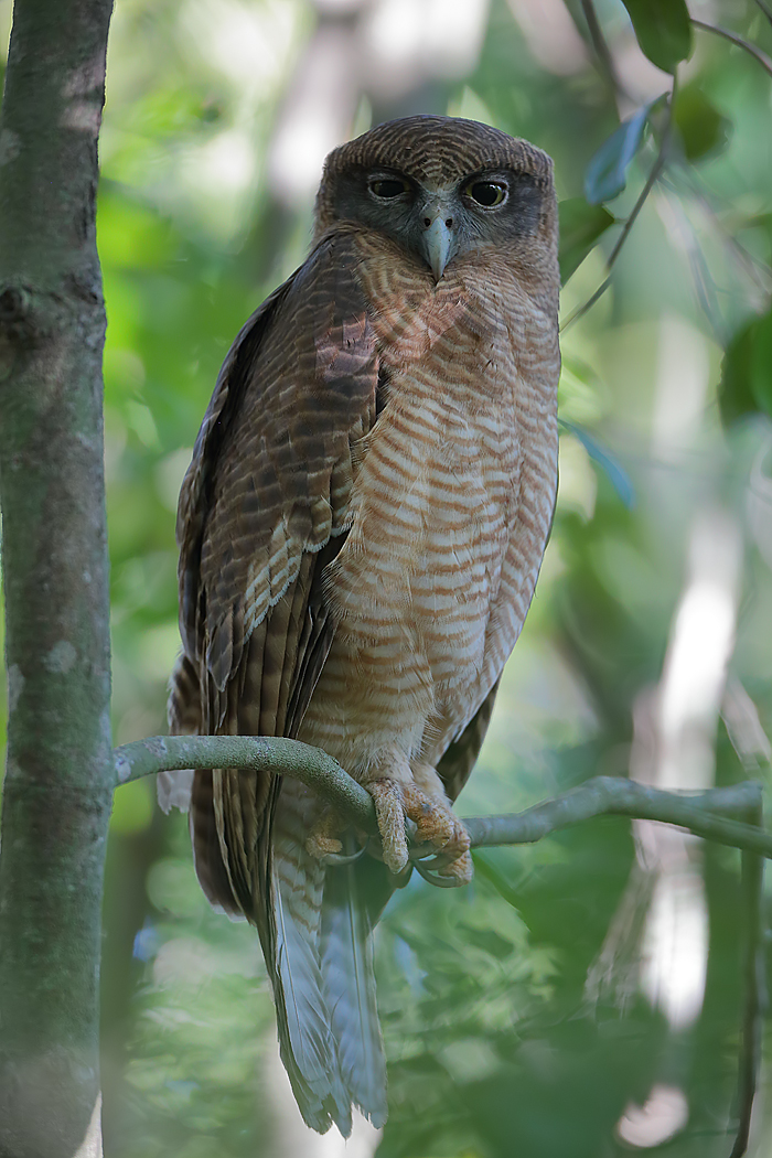Rufous Owl (Image ID 26005)