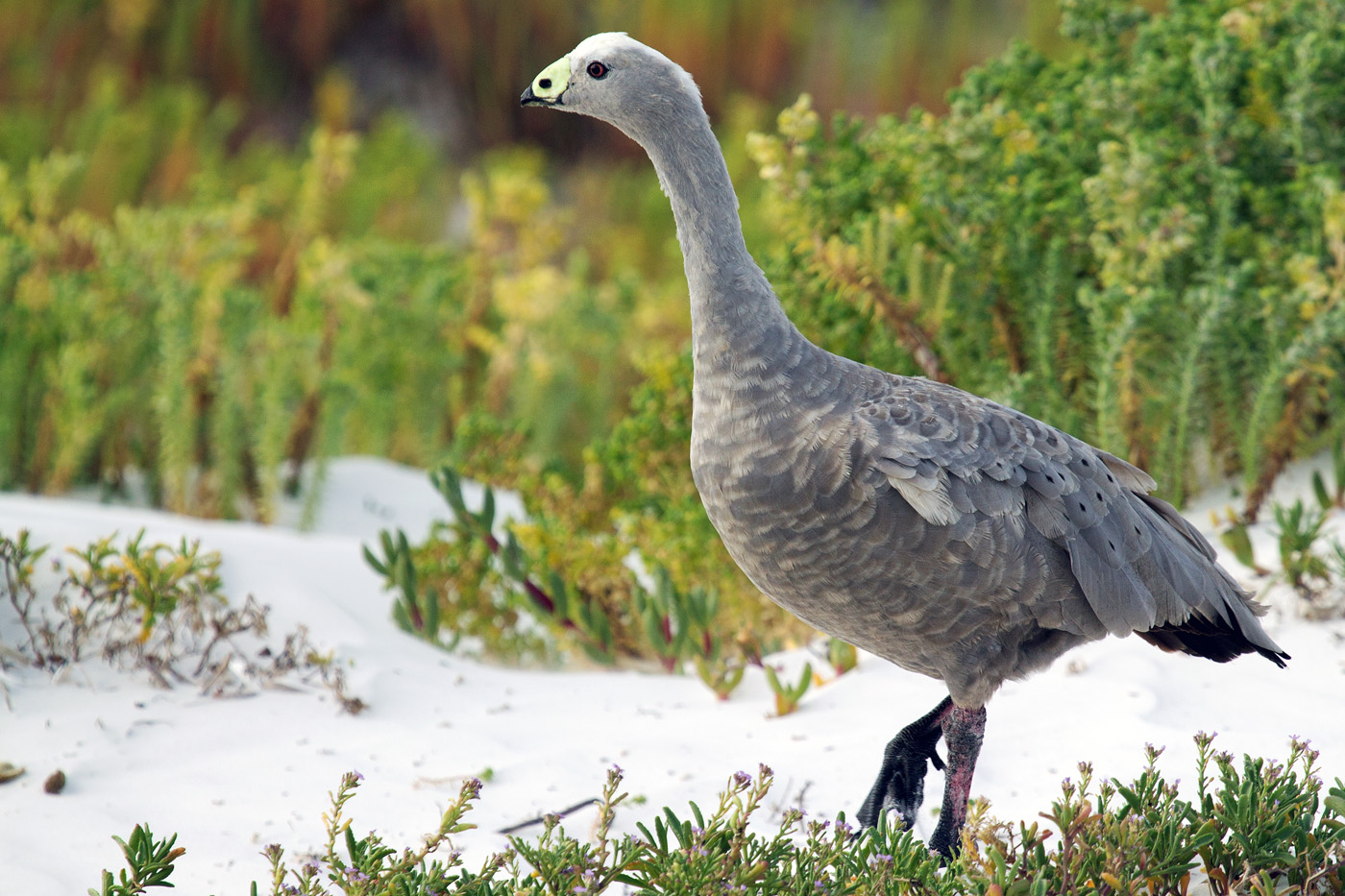 Cape Barren Goose (Image ID 25973)