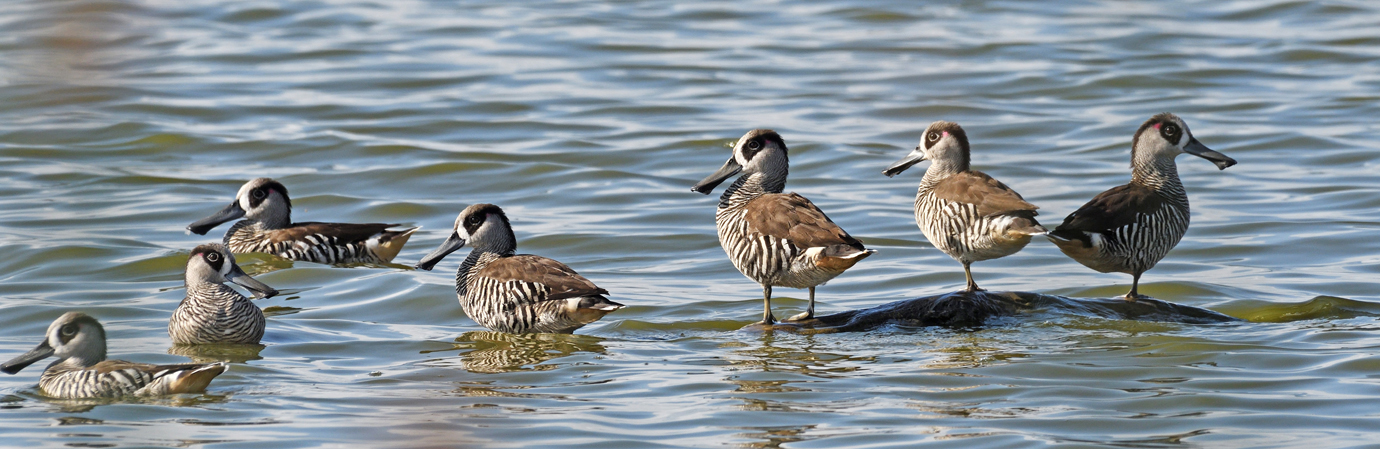 Pink-eared Duck (Image ID 26033)