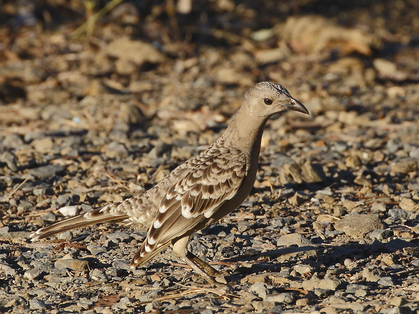 Great Bowerbird (Image ID 26049)